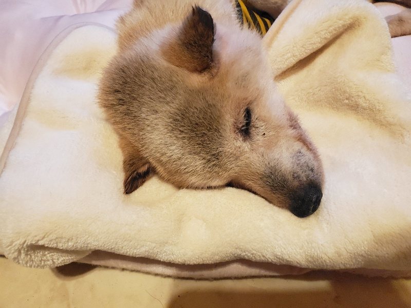 f:id:roukenhome-ann:20191214065244j:plain f:id:roukenhome-ann:20191214065244j:plain