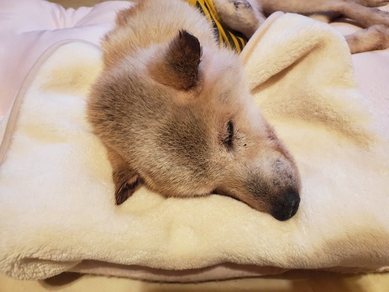 f:id:roukenhome-ann:20191214065251j:plain f:id:roukenhome-ann:20191214065251j:plain