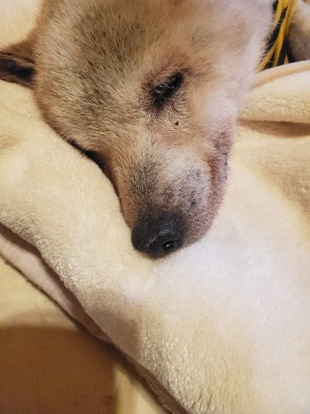 f:id:roukenhome-ann:20191214065258j:plain f:id:roukenhome-ann:20191214065258j:plain