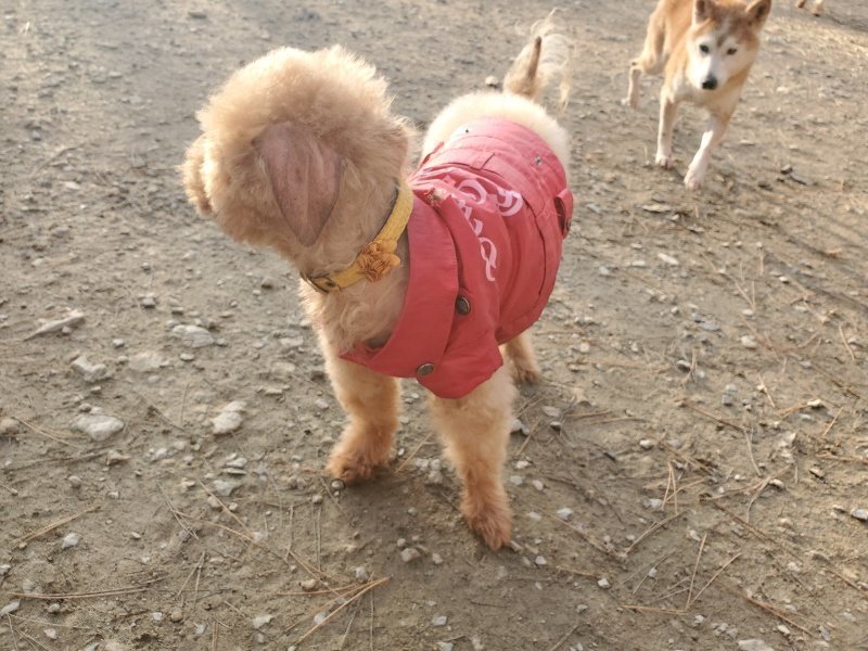 f:id:roukenhome-ann:20191214070012j:plain f:id:roukenhome-ann:20191214070012j:plain