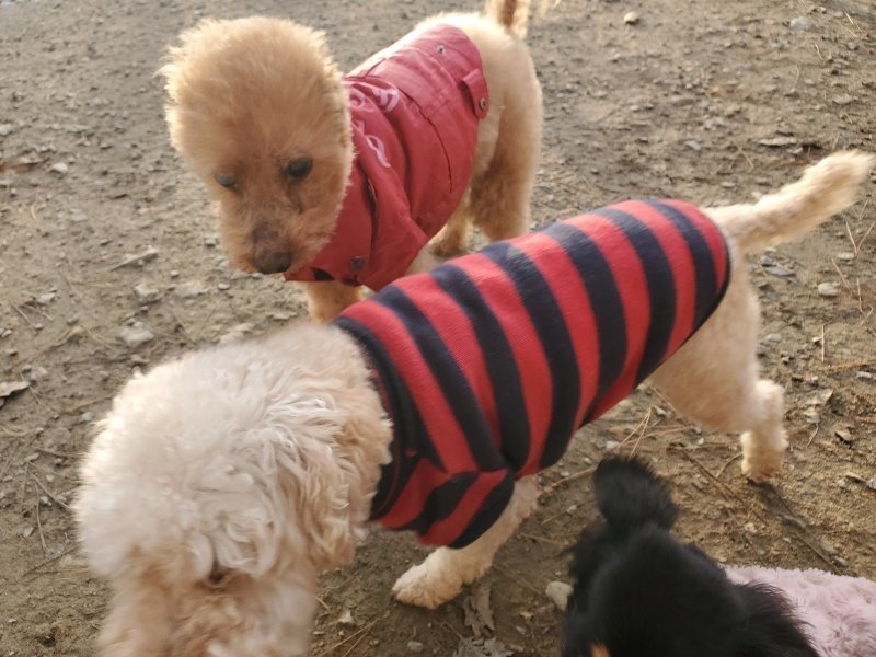 f:id:roukenhome-ann:20191214070017j:plain f:id:roukenhome-ann:20191214070017j:plain