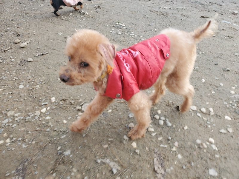 f:id:roukenhome-ann:20191214070235j:plain f:id:roukenhome-ann:20191214070235j:plain