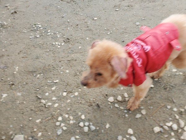 f:id:roukenhome-ann:20191214070252j:plain f:id:roukenhome-ann:20191214070252j:plain
