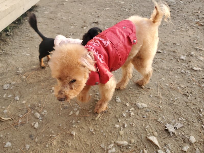f:id:roukenhome-ann:20191214070424j:plain f:id:roukenhome-ann:20191214070424j:plain