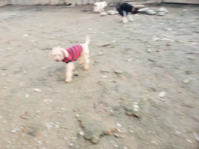 f:id:roukenhome-ann:20191214070746j:plain f:id:roukenhome-ann:20191214070746j:plain