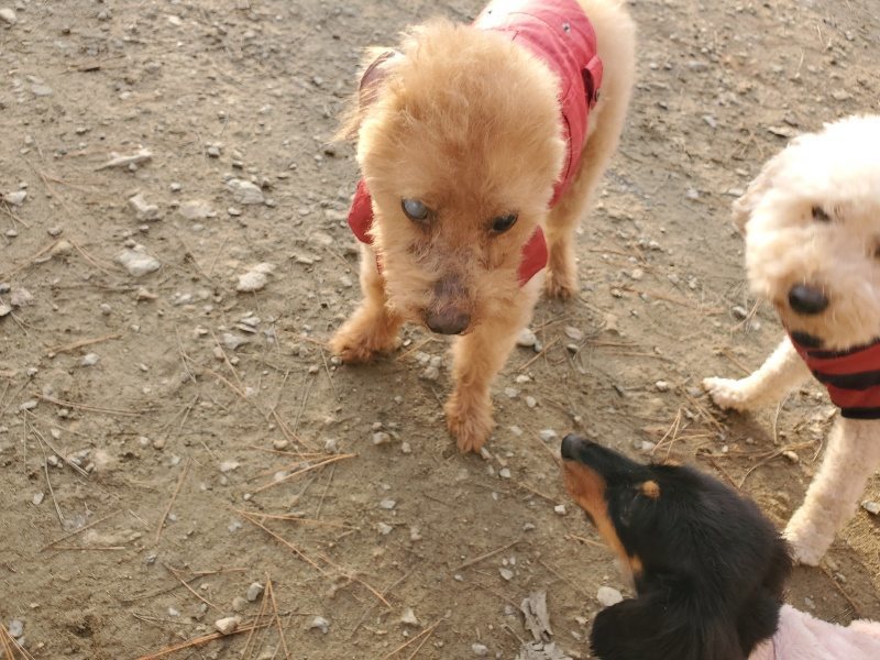 f:id:roukenhome-ann:20191214070752j:plain f:id:roukenhome-ann:20191214070752j:plain