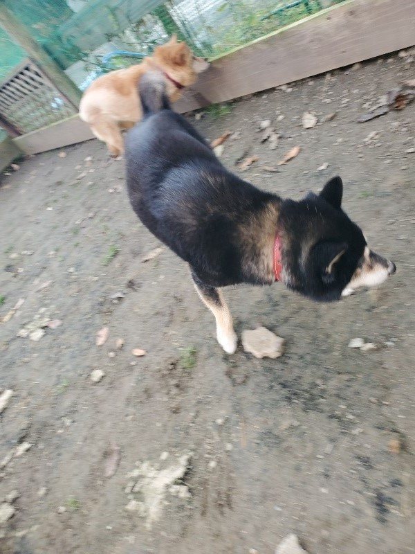 f:id:roukenhome-ann:20191214070949j:plain f:id:roukenhome-ann:20191214070949j:plain