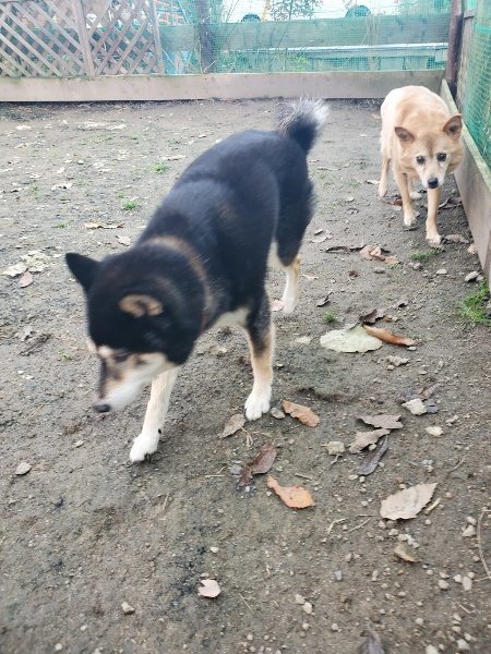 f:id:roukenhome-ann:20191214071040j:plain f:id:roukenhome-ann:20191214071040j:plain