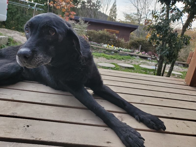 f:id:roukenhome-ann:20191214072008j:plain f:id:roukenhome-ann:20191214072008j:plain
