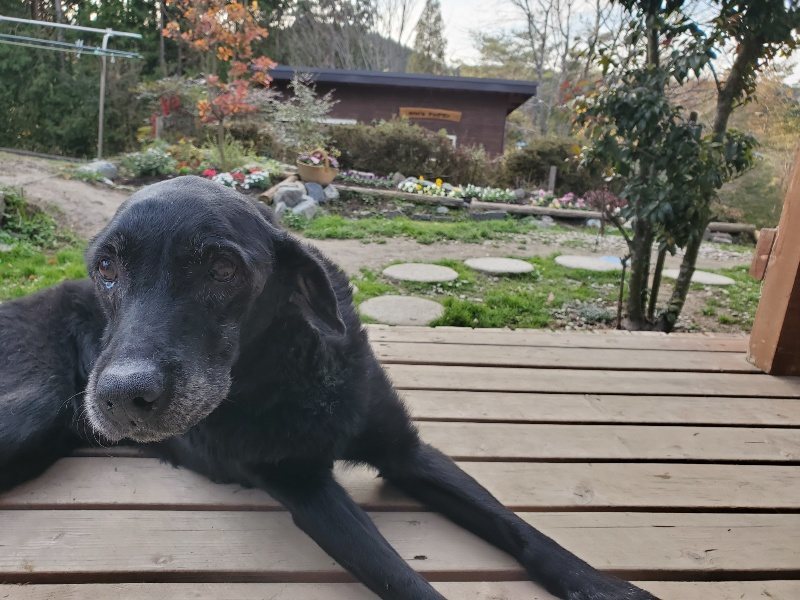 f:id:roukenhome-ann:20191214072034j:plain f:id:roukenhome-ann:20191214072034j:plain