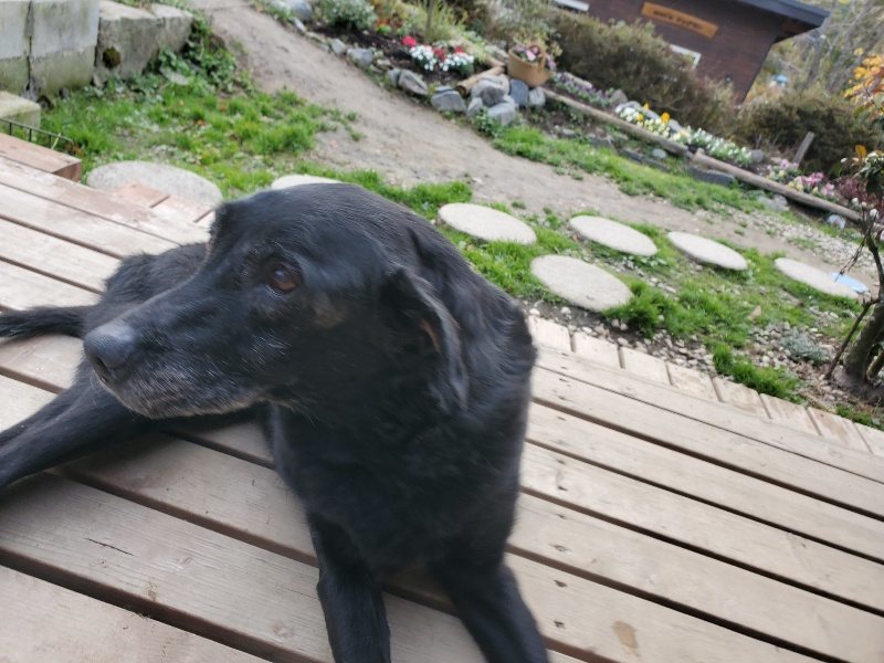 f:id:roukenhome-ann:20191214072102j:plain f:id:roukenhome-ann:20191214072102j:plain