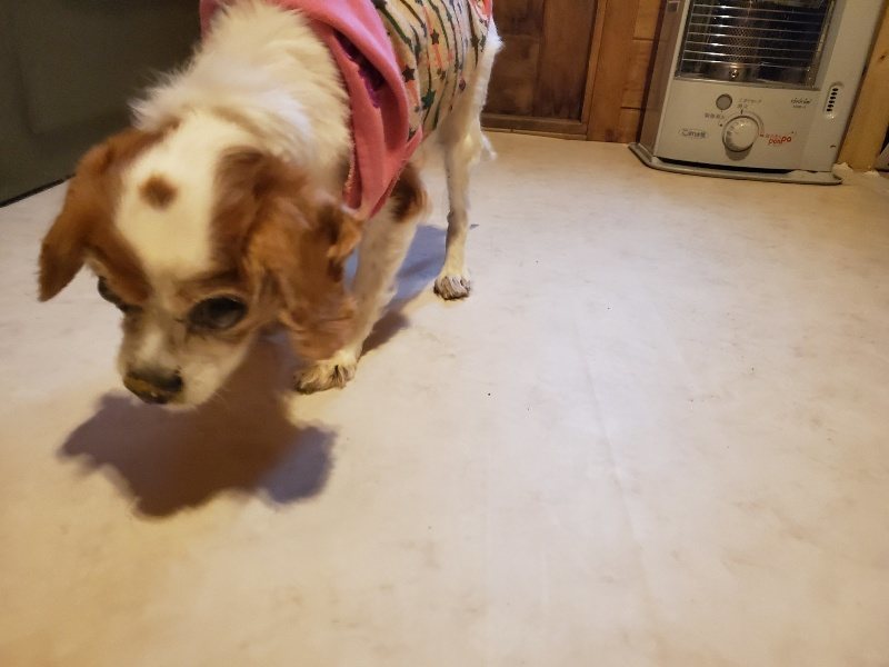 f:id:roukenhome-ann:20191219154010j:plain