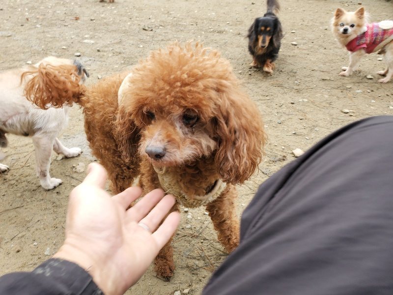 f:id:roukenhome-ann:20191221201121j:plain f:id:roukenhome-ann:20191221201121j:plain