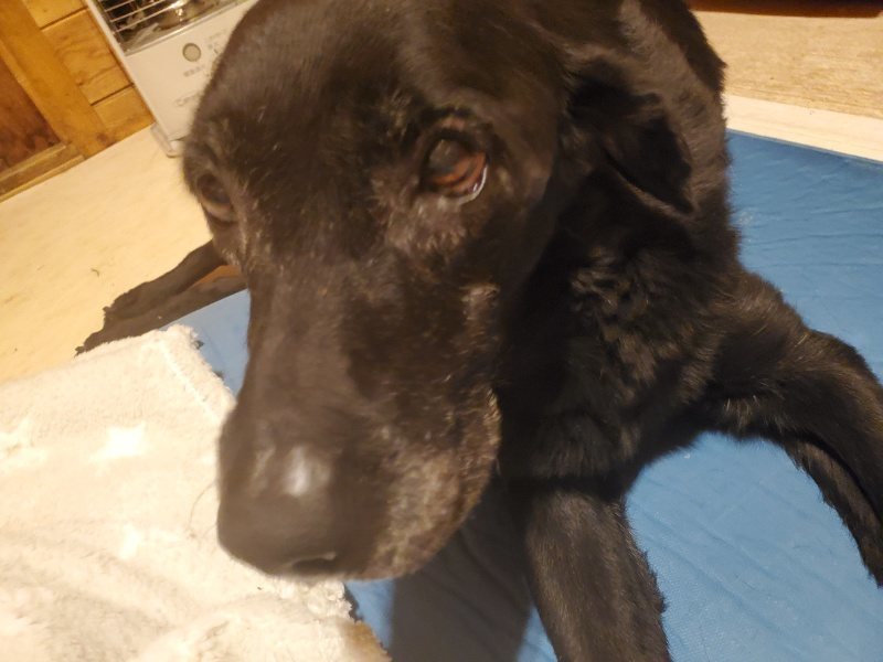 f:id:roukenhome-ann:20191222200733j:plain f:id:roukenhome-ann:20191222200733j:plain