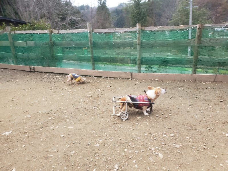f:id:roukenhome-ann:20191222202101j:plain f:id:roukenhome-ann:20191222202101j:plain