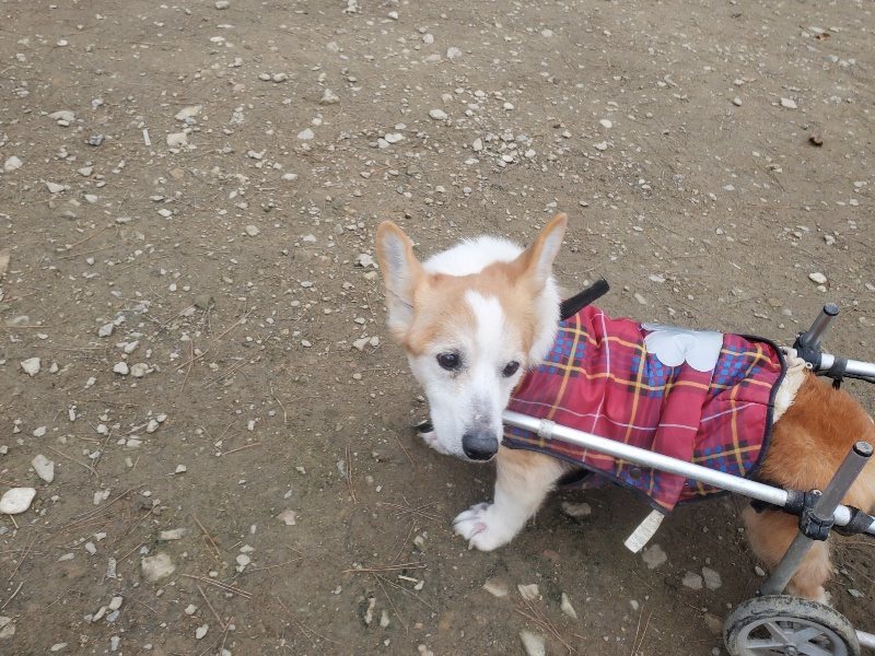 f:id:roukenhome-ann:20191222202817j:plain f:id:roukenhome-ann:20191222202817j:plain