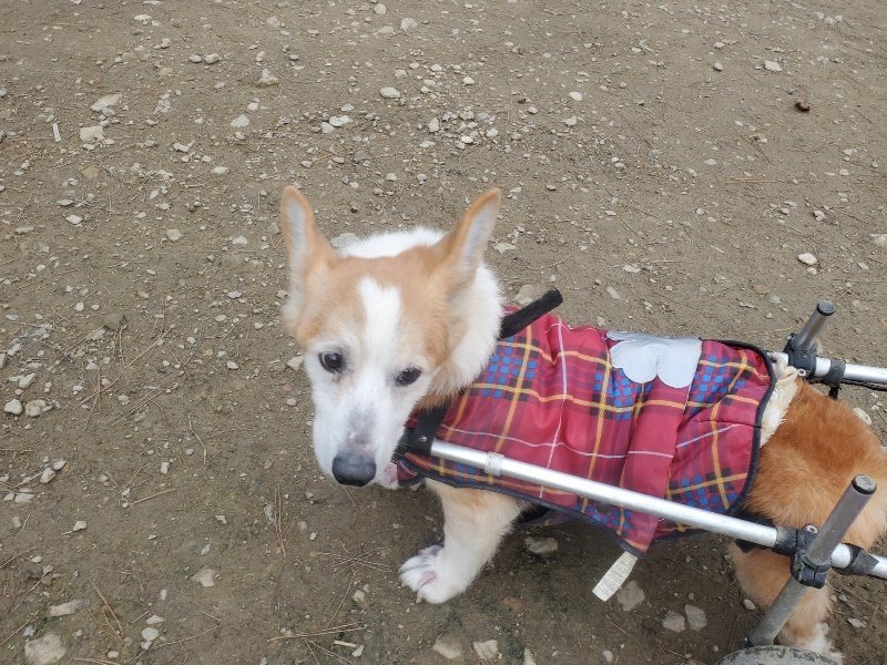 f:id:roukenhome-ann:20191222202912j:plain f:id:roukenhome-ann:20191222202912j:plain