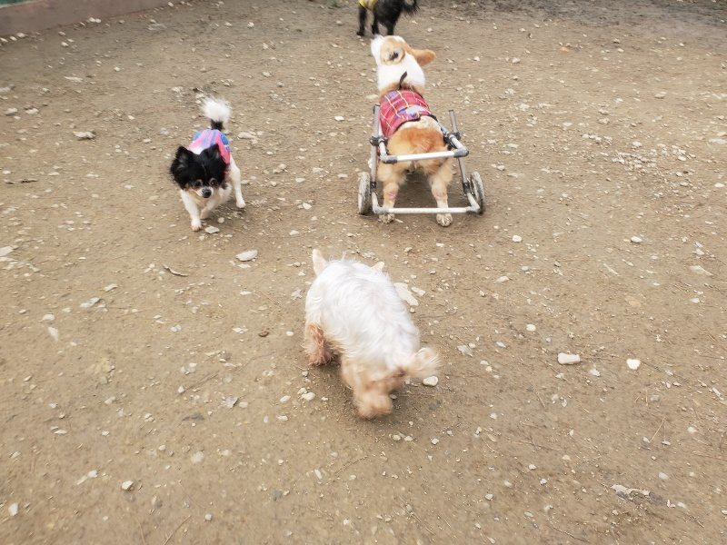 f:id:roukenhome-ann:20191222202938j:plain f:id:roukenhome-ann:20191222202938j:plain