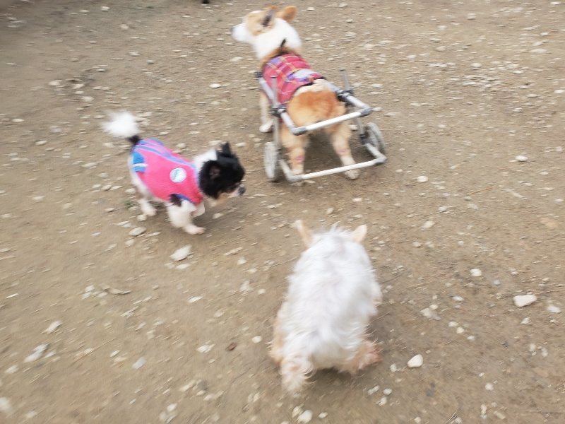 f:id:roukenhome-ann:20191222202944j:plain f:id:roukenhome-ann:20191222202944j:plain