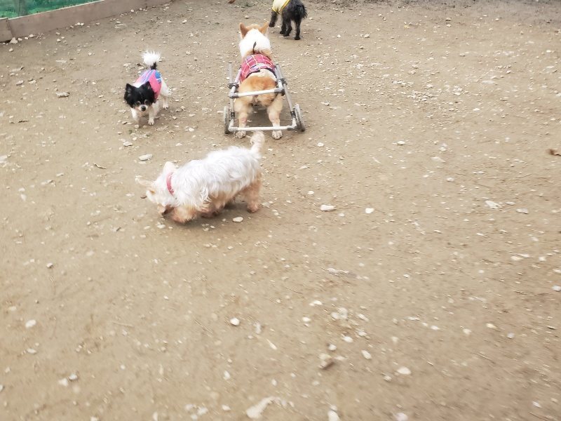 f:id:roukenhome-ann:20191222202952j:plain f:id:roukenhome-ann:20191222202952j:plain