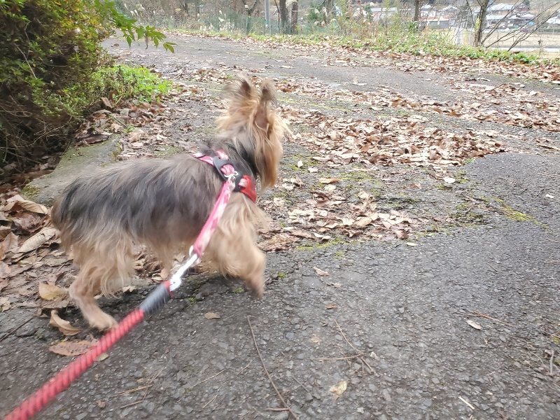 f:id:roukenhome-ann:20191222211451j:plain f:id:roukenhome-ann:20191222211451j:plain