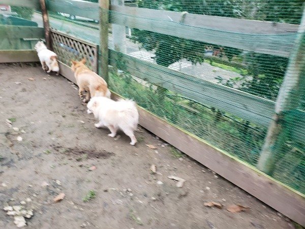f:id:roukenhome-ann:20191222211800j:plain f:id:roukenhome-ann:20191222211800j:plain