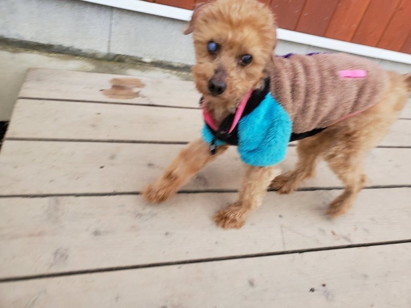 f:id:roukenhome-ann:20191222211949j:plain f:id:roukenhome-ann:20191222211949j:plain