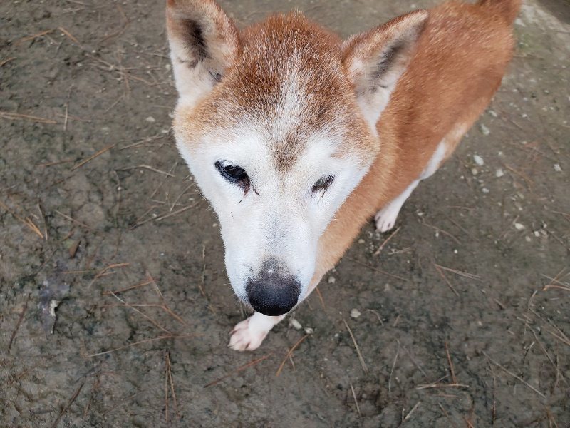 f:id:roukenhome-ann:20191222212032j:plain f:id:roukenhome-ann:20191222212032j:plain