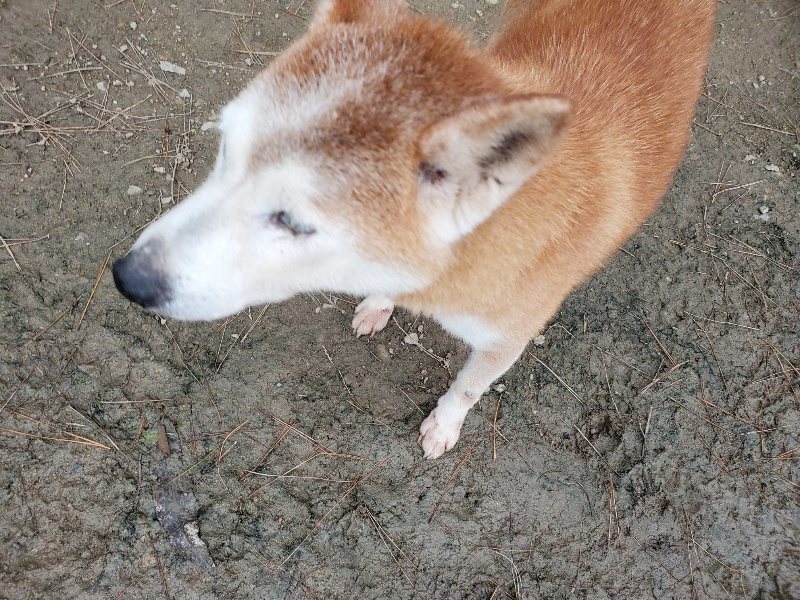 f:id:roukenhome-ann:20191222212101j:plain f:id:roukenhome-ann:20191222212101j:plain