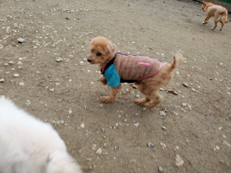 f:id:roukenhome-ann:20191222212229j:plain f:id:roukenhome-ann:20191222212229j:plain