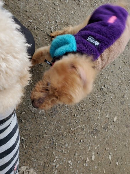 f:id:roukenhome-ann:20191222212714j:plain f:id:roukenhome-ann:20191222212714j:plain