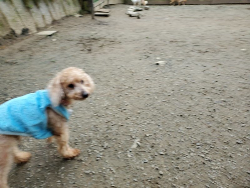 f:id:roukenhome-ann:20191222212840j:plain f:id:roukenhome-ann:20191222212840j:plain