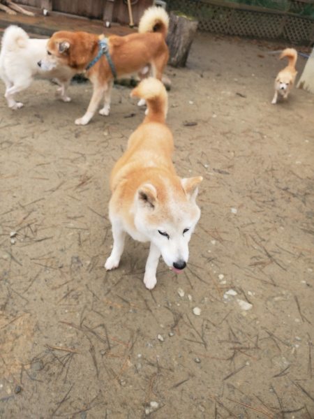 f:id:roukenhome-ann:20191222214151j:plain f:id:roukenhome-ann:20191222214151j:plain