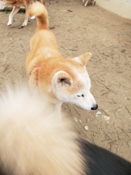 f:id:roukenhome-ann:20191222214155j:plain f:id:roukenhome-ann:20191222214155j:plain