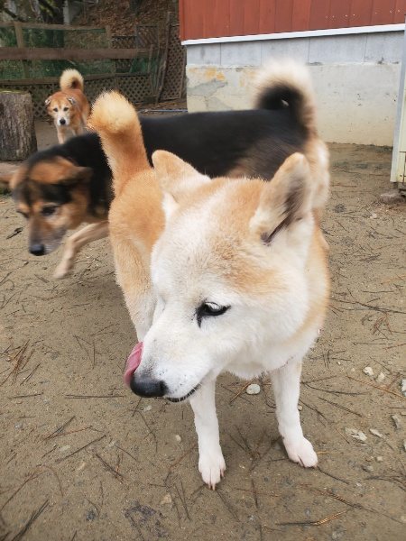 f:id:roukenhome-ann:20191222214224j:plain f:id:roukenhome-ann:20191222214224j:plain
