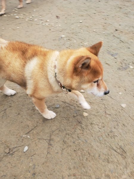 f:id:roukenhome-ann:20191222214625j:plain f:id:roukenhome-ann:20191222214625j:plain