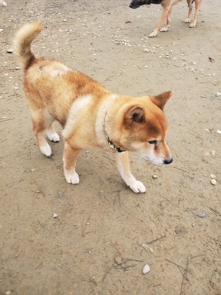 f:id:roukenhome-ann:20191222214635j:plain f:id:roukenhome-ann:20191222214635j:plain