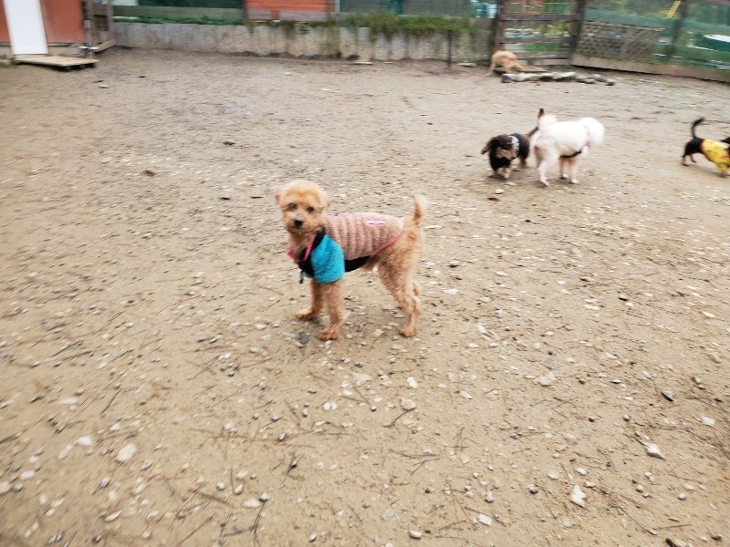 f:id:roukenhome-ann:20191223055323j:plain f:id:roukenhome-ann:20191223055323j:plain
