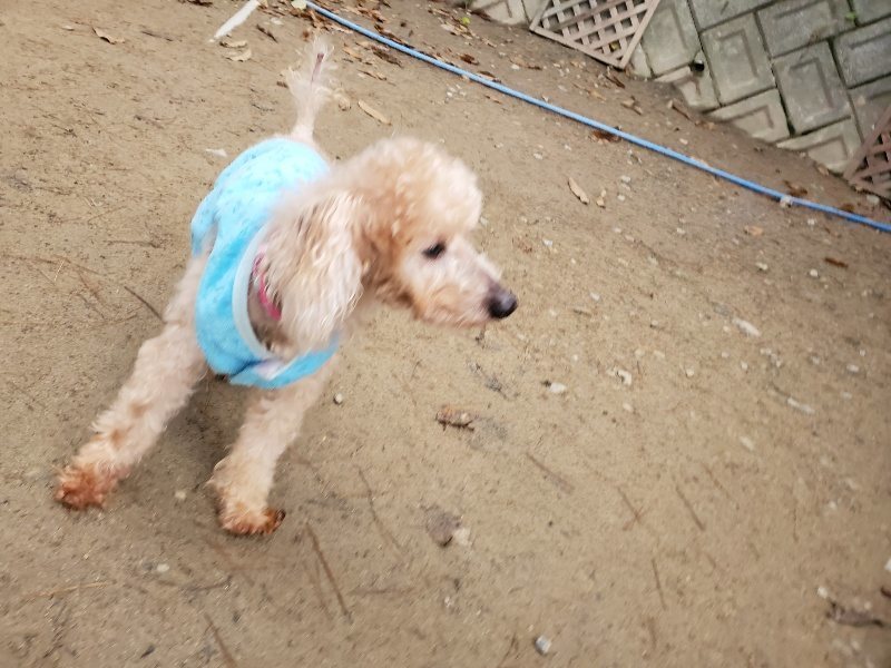 f:id:roukenhome-ann:20191223055739j:plain f:id:roukenhome-ann:20191223055739j:plain