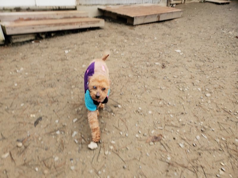 f:id:roukenhome-ann:20191223071214j:plain f:id:roukenhome-ann:20191223071214j:plain