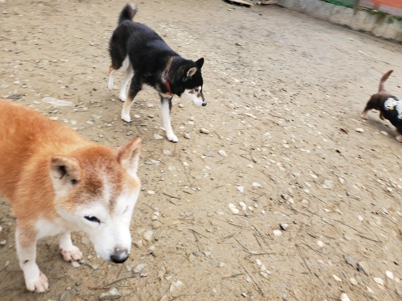 f:id:roukenhome-ann:20191223071319j:plain f:id:roukenhome-ann:20191223071319j:plain