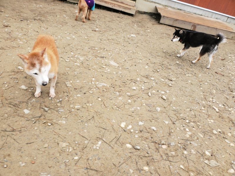 f:id:roukenhome-ann:20191223071354j:plain f:id:roukenhome-ann:20191223071354j:plain