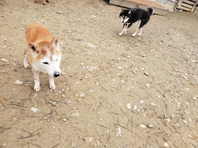 f:id:roukenhome-ann:20191223071404j:plain f:id:roukenhome-ann:20191223071404j:plain