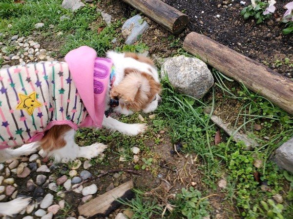 f:id:roukenhome-ann:20191223071801j:plain f:id:roukenhome-ann:20191223071801j:plain