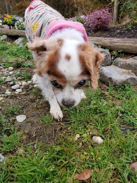 f:id:roukenhome-ann:20191223072141j:plain f:id:roukenhome-ann:20191223072141j:plain
