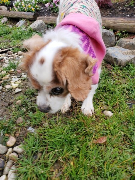 f:id:roukenhome-ann:20191223072146j:plain f:id:roukenhome-ann:20191223072146j:plain