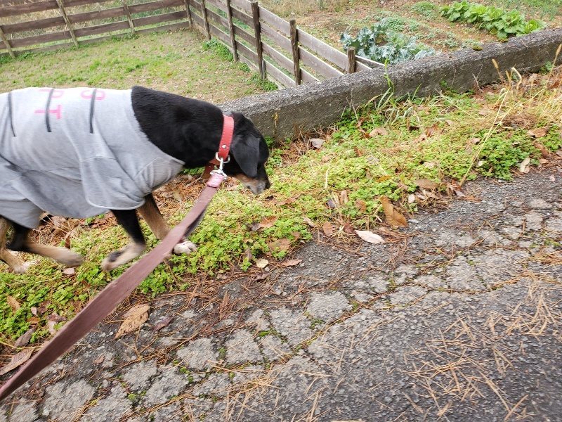 f:id:roukenhome-ann:20191223072549j:plain f:id:roukenhome-ann:20191223072549j:plain