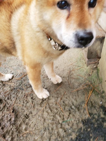 f:id:roukenhome-ann:20191223154507j:plain f:id:roukenhome-ann:20191223154507j:plain