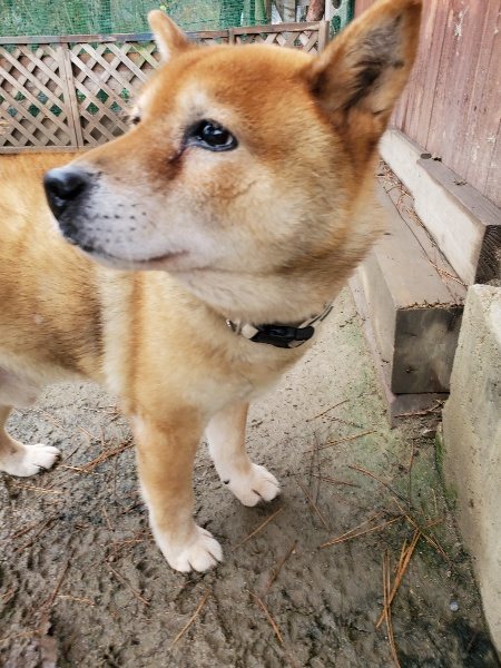 f:id:roukenhome-ann:20191223154521j:plain f:id:roukenhome-ann:20191223154521j:plain