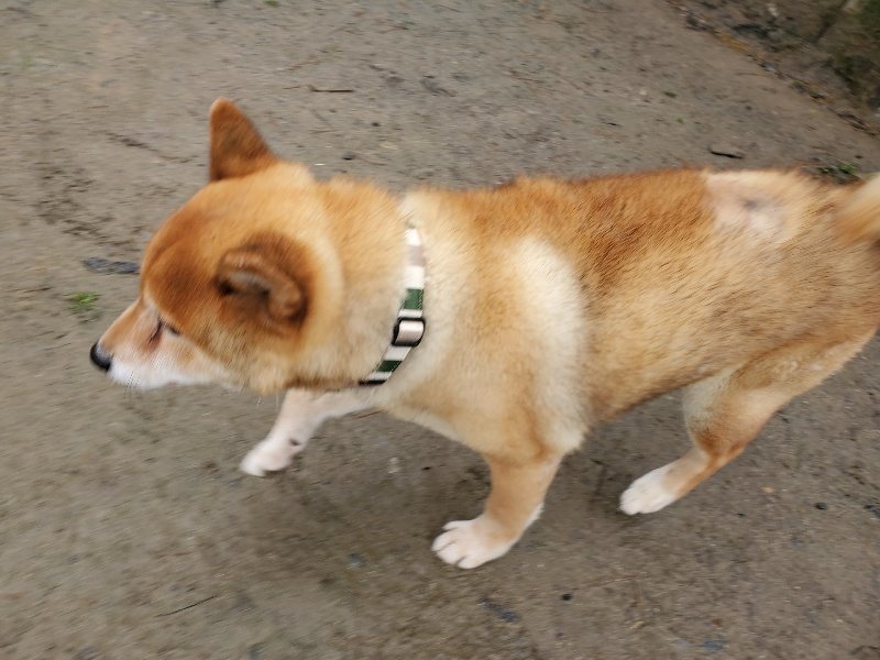 f:id:roukenhome-ann:20191223174011j:plain f:id:roukenhome-ann:20191223174011j:plain